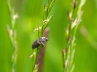 Mausgrauer Schnellkäfer